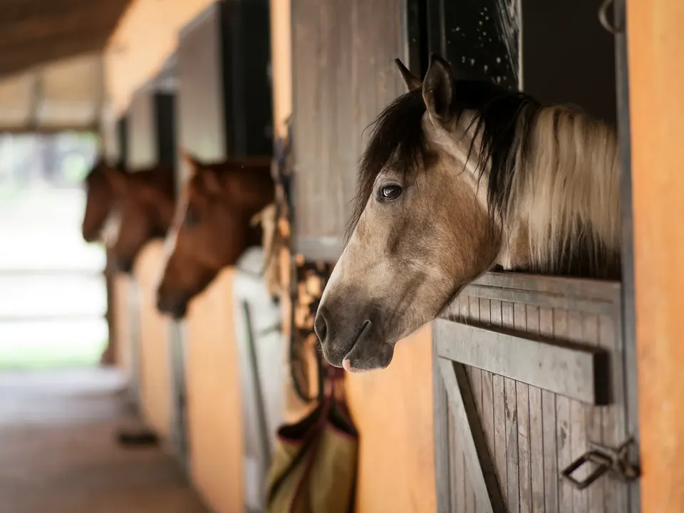 Horses looking out over their stall doors